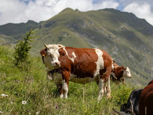 Our Promise: Pure Goodie Products, Free from Bovaer & Rumin8